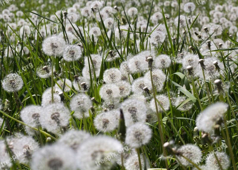 Dandelion Flowers Nature Field Field Of Flowers