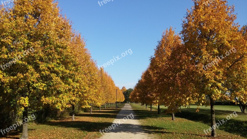 Avenue Away Autumn Walk Tree