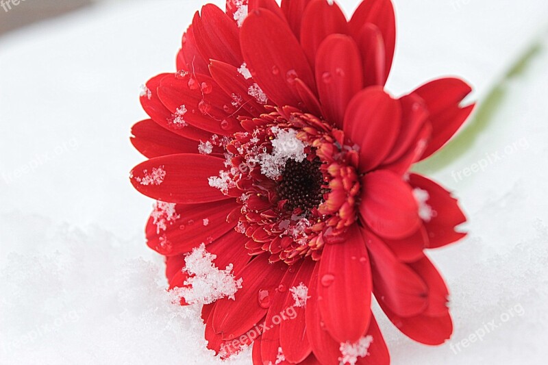 Gerbera Red Blossom Bloom Flower