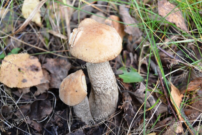 Mushrooms Rough Boletus Forest Autumn Nature