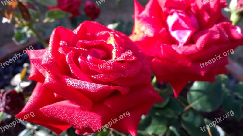 Roses Red Rose Flower Blossom Nature