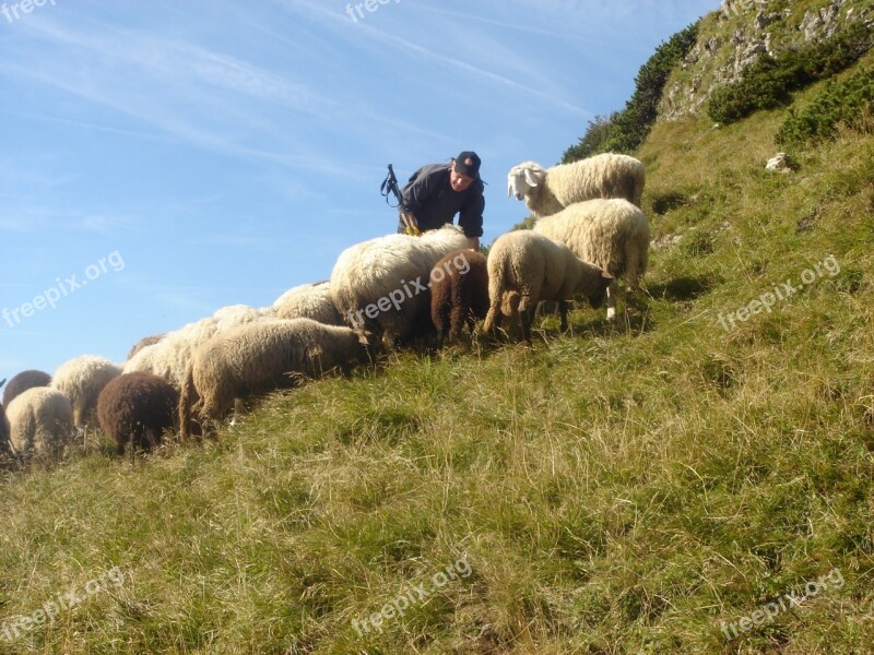 Flock Of Sheep Mountain Sheep Sheep Pasture Free Photos