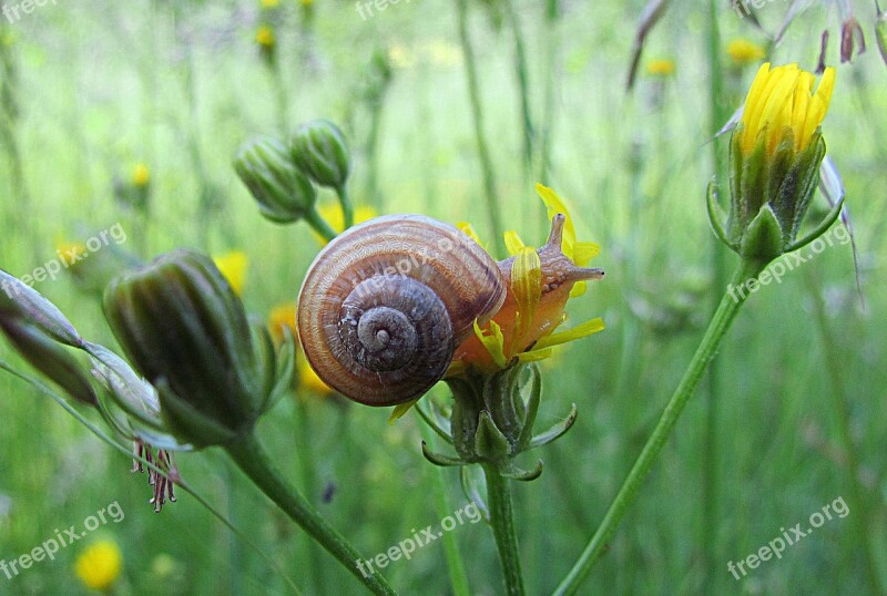 Nature Spring Animals Garden Snail Plants