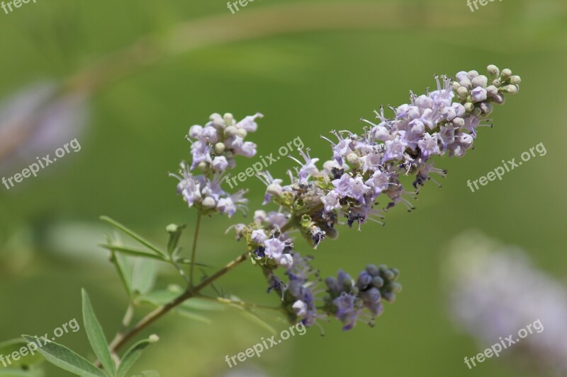 Nature Plant Green Flower Turkey Plant