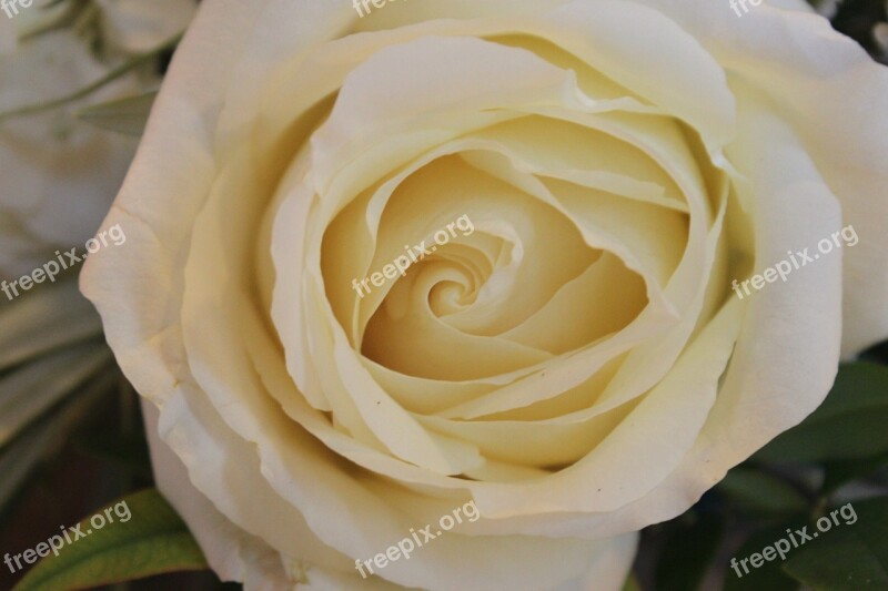 Flowers Rose Valentine Romance White