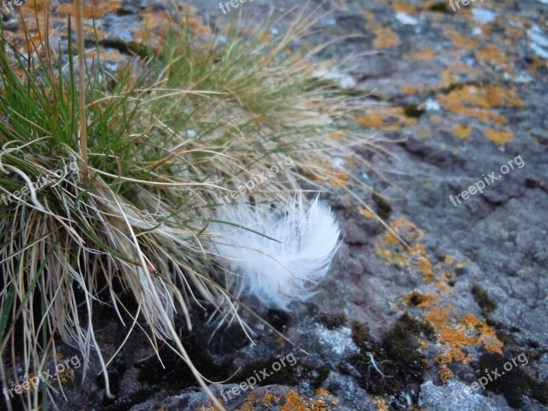 Grass Feather Rock Nature Green