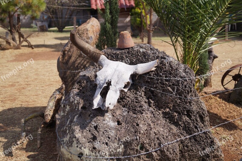 Skull Desert Old West Cow Skull Livestock