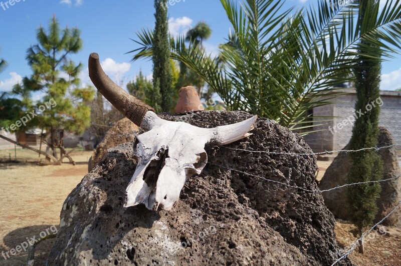 Skull Desert Old West Cow Skull Livestock