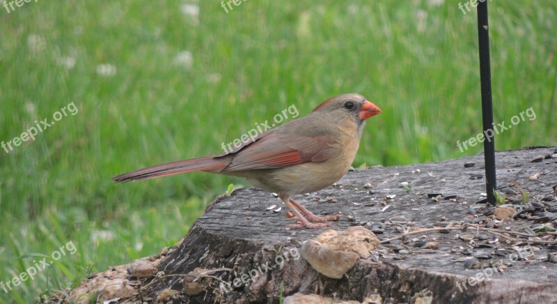 Bird On A Stump Finch Bird Wildlife Nature