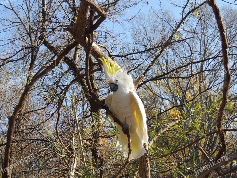 Parrot Bird Parrot In A Tree Tree Nature