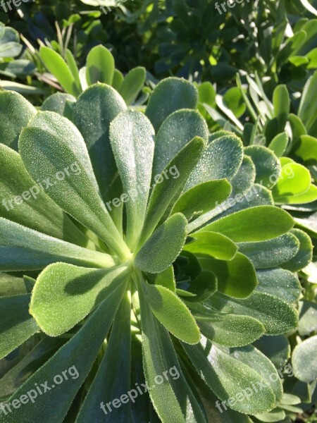 Frost Winter Succulents Cold Nature