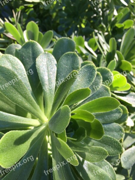 Frost Winter Succulents Cold Nature