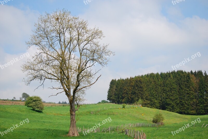 Lime Tree Houffalize Coniferous Depth Composition Free Photos