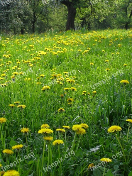 Spring Dandelions Yellow Flowers Meadow Sad