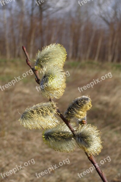 The Basis Of Spring Meadow Willow Based Willow