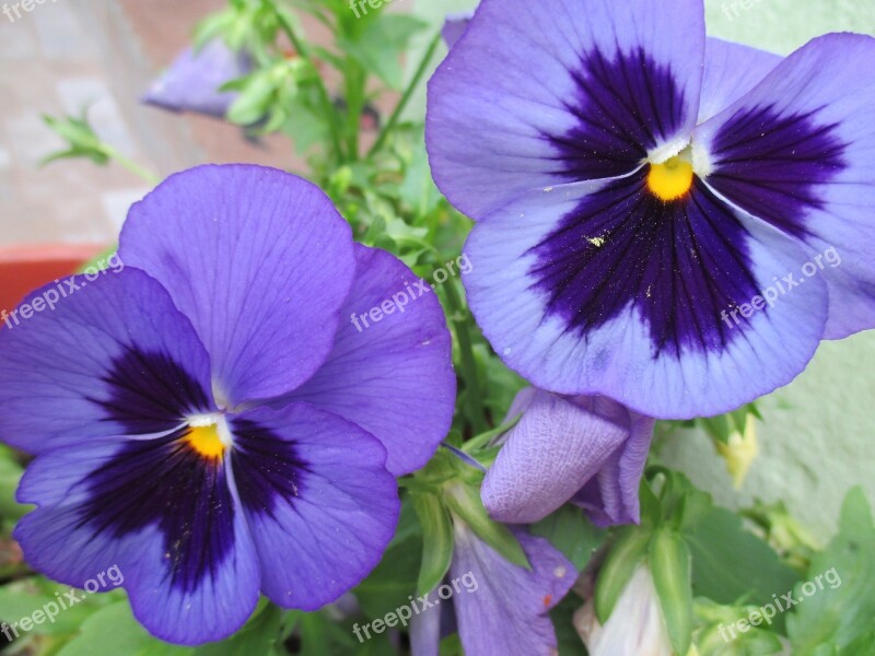 Pansies Flowers Purple Free Photos