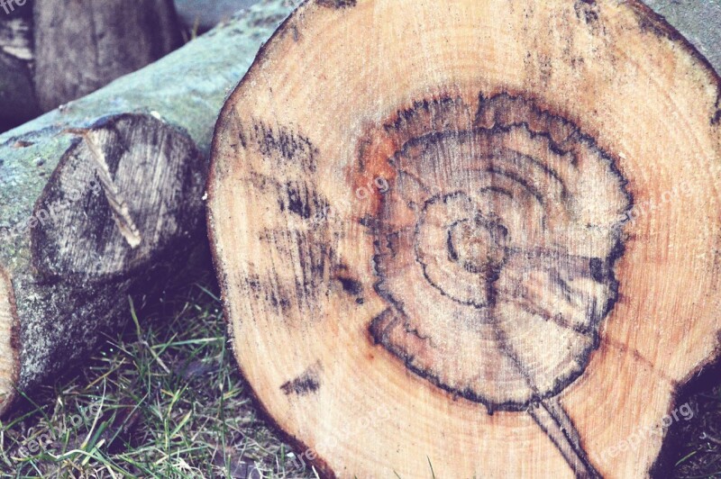 Trunk Rings Of A Tree Tree Wood Free Photos