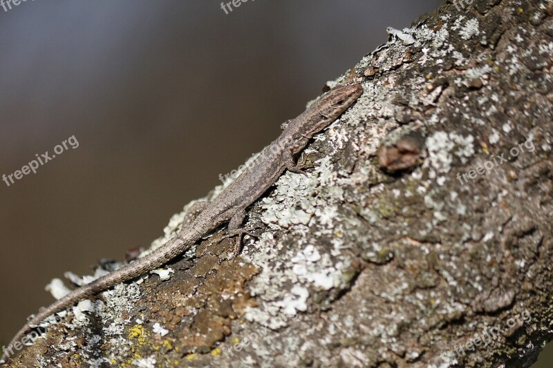 Lizard Camouflage Tree Reptile Nature