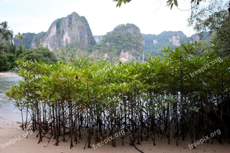 Mangroves Water Trees Lake Nature