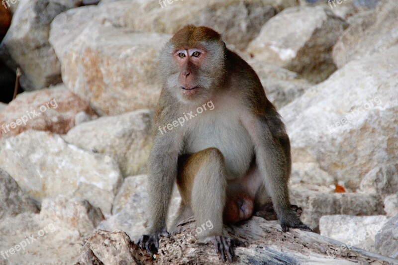 Monkey Makake Thailand Beach Free Photos