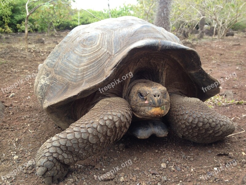 Turtle Tortuga Tortoise Animal Shell