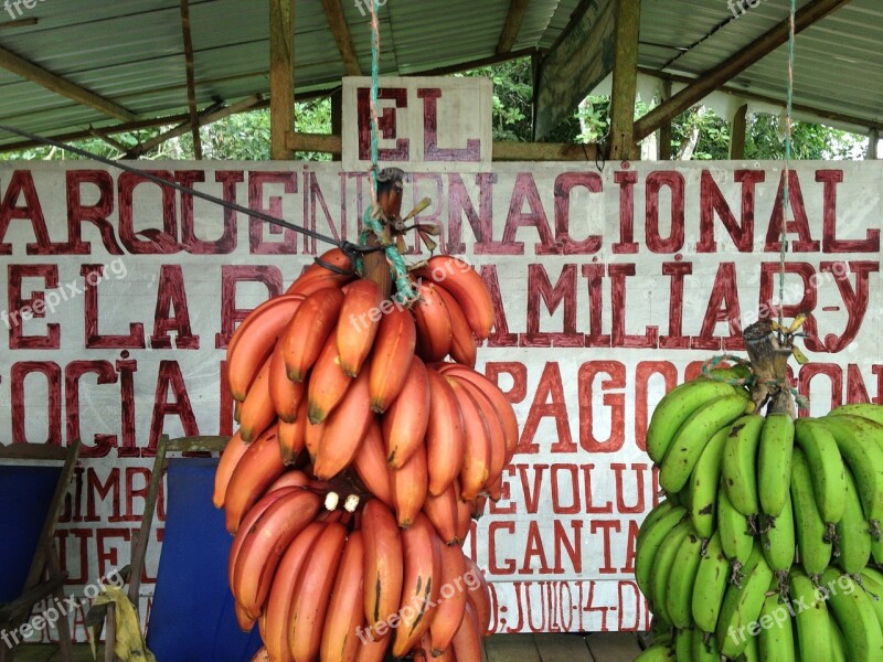 Banana Galapagos Islands Fruit Spanish Handwritten