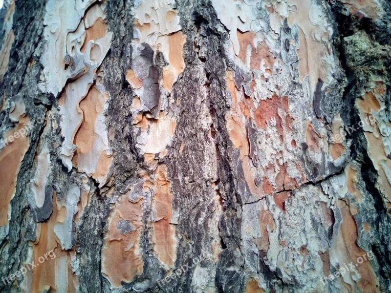 Trunk Bark Texture Background Tree