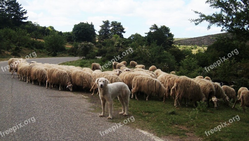 Sheep Dog Transhumance Italy Sardinia