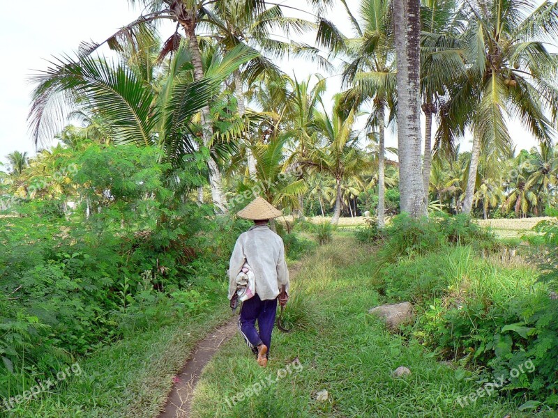 Indonesia Bali Rice Reaper Landscape