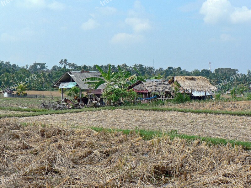 Indonesia Bali Rice Landscape Agricultural