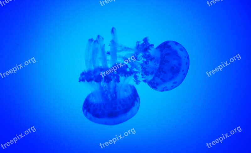 Medusas Water Jellyfish Underwater Blue