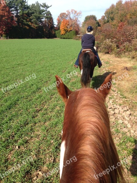 Horses Trail Riding Riding Horseback Trail