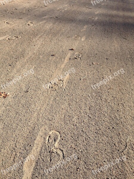 Horse Hoof Prints Horse Shoe Horseshoe Hooves