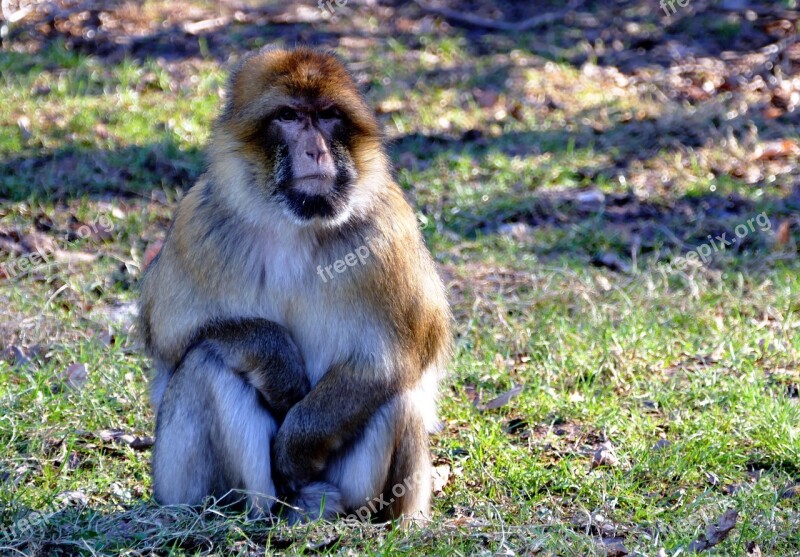 Barbary Macaque Monkey Barbary Macaque Wildlife