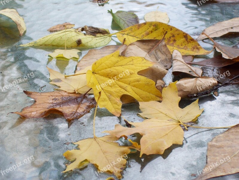 Fall Leaves Autumn Autumnal Brown