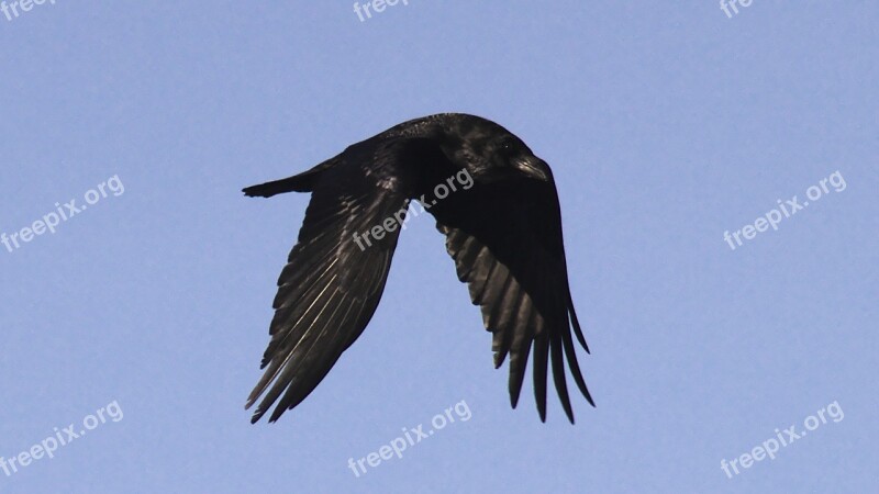 Raven Bird Flying Animal Black