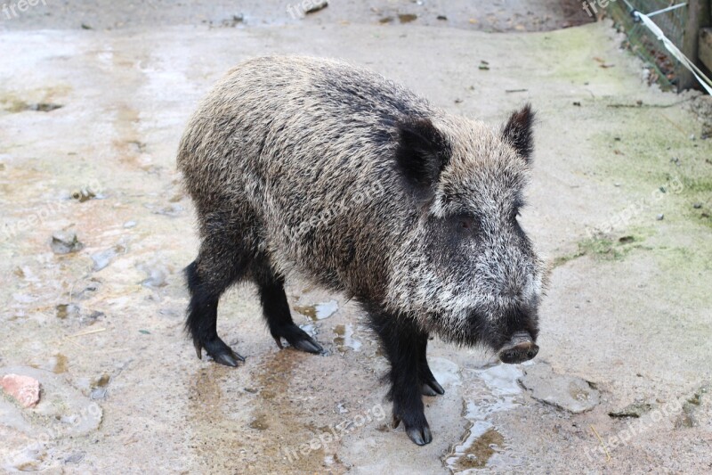 Boar Animal Wild Pig Swine Beast