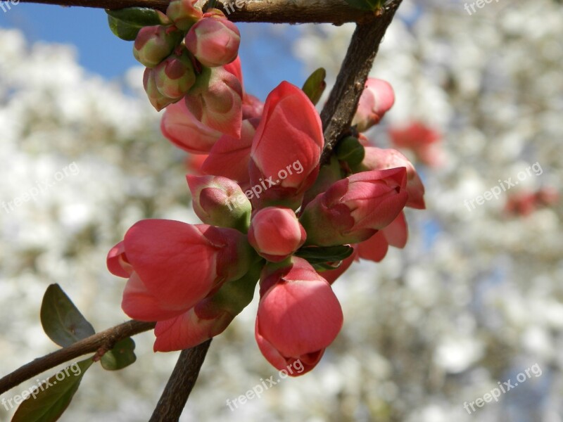 Quince Spring A Branch Pink Flower Nature