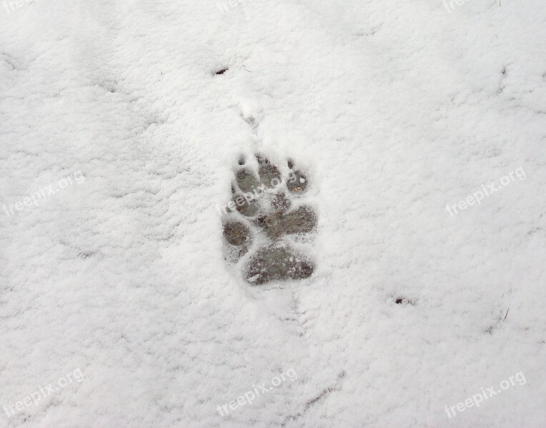 Footprint Snow White Cold Nevada