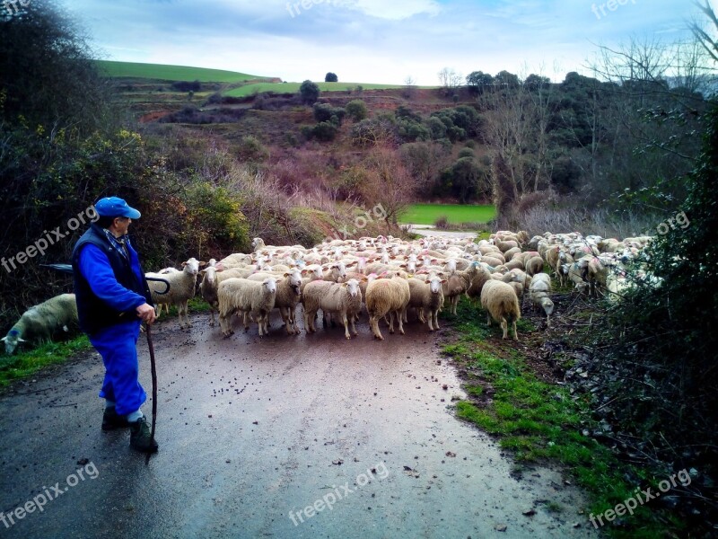 Pastor Sheep Field Flock Rural