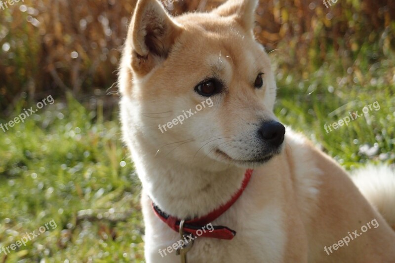 Dog Shiba Inu Animal Free Photos