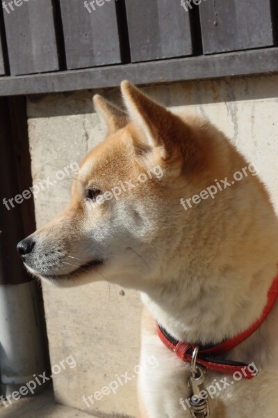 Dog Shiba Inu Animal Free Photos