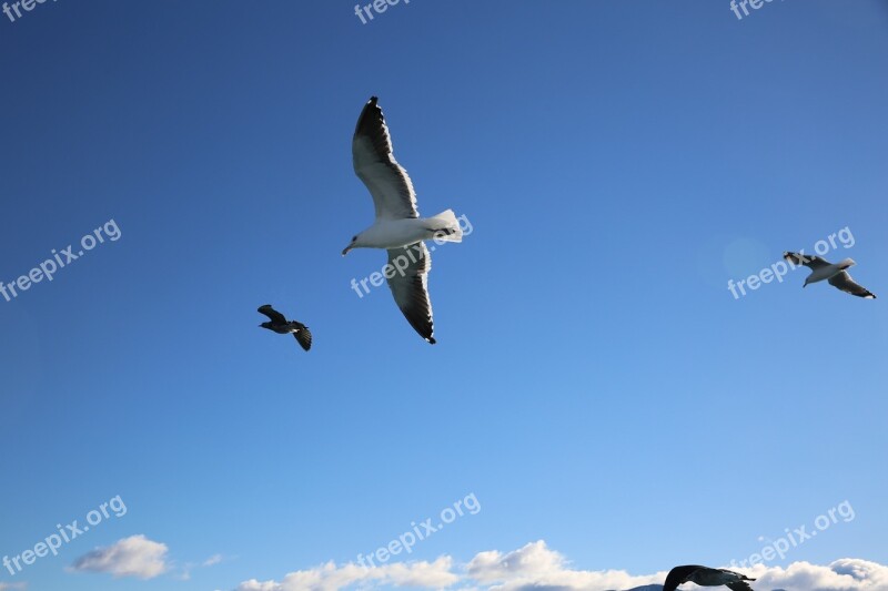 Seabirds Sky Blue Free Photos