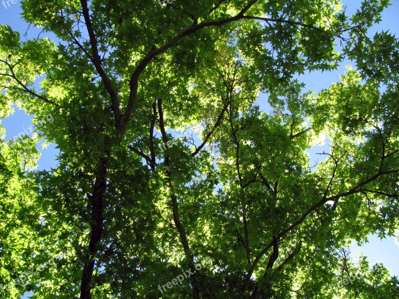 Trees Leaves Branches Nature Forest