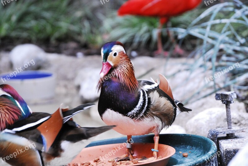 Wood Ducks Birds Zoo Wildlife Waterfowl