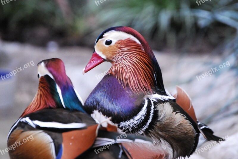 Wood Ducks Birds Zoo Wildlife Waterfowl