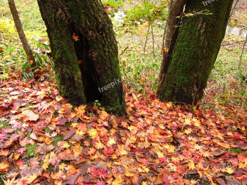 Autumn Fallen Leaves Wood Forest Ground