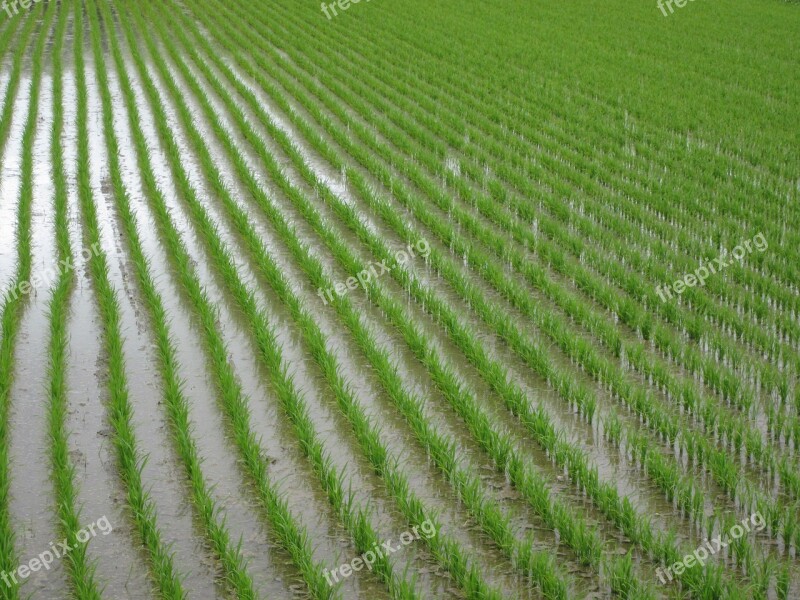 Paddy Field Green Plant Usd Agriculture