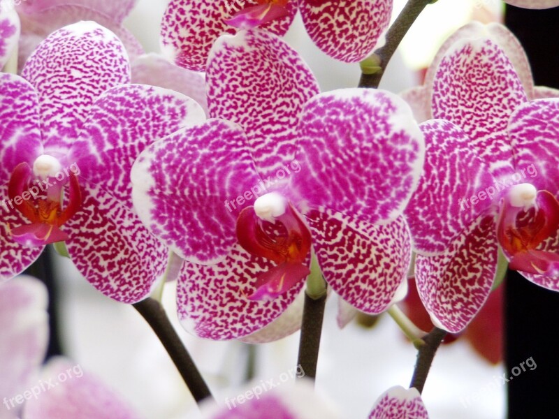 Orchid Flower Spring Blossom Plant