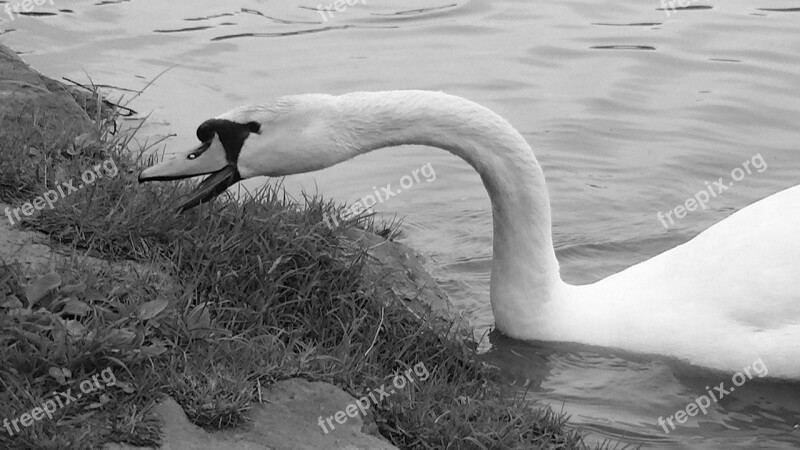 Swan Waters Black And White Water Bird Nature